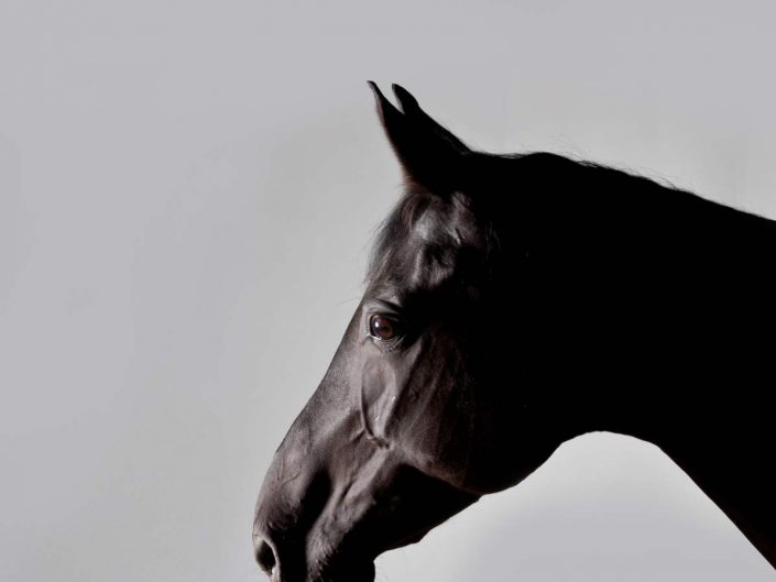 Tierfotografie Pferd